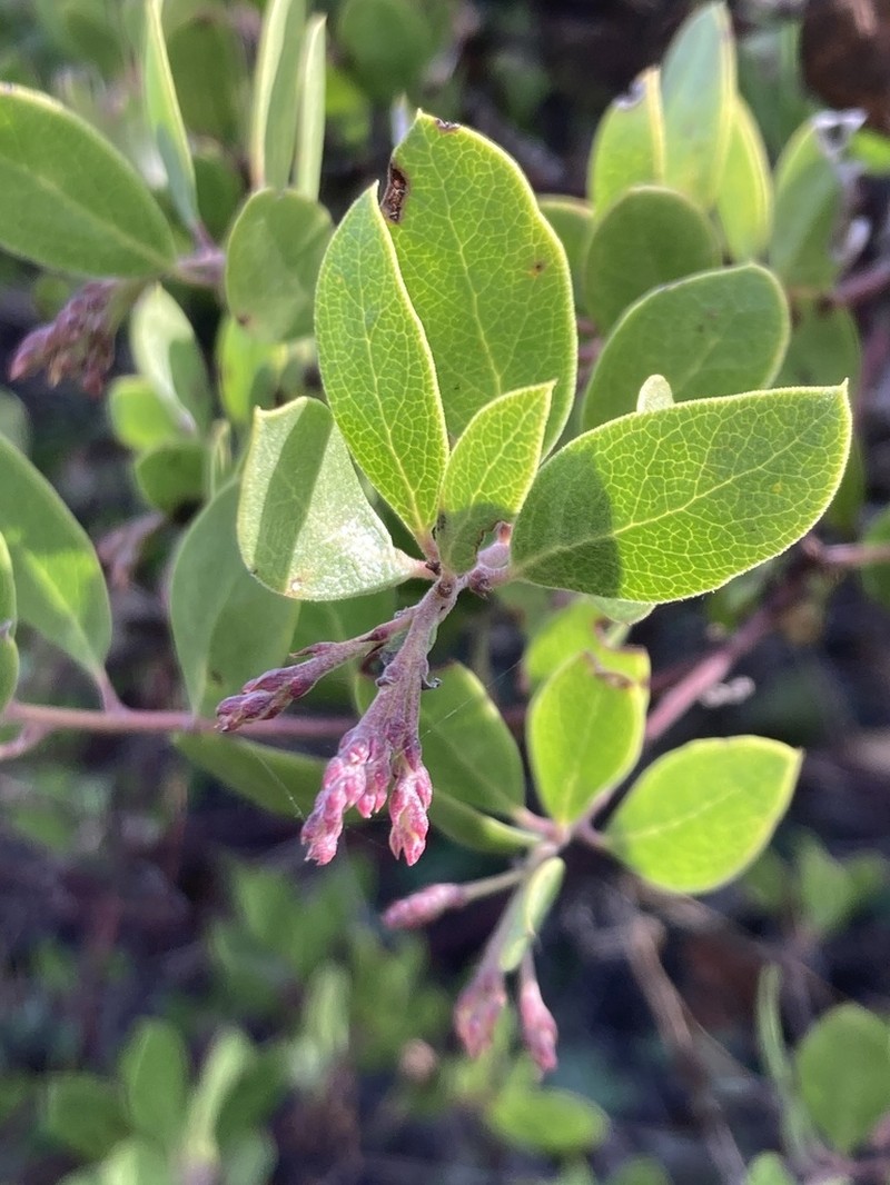 Vine Hill Manzanita photo 5