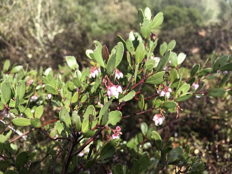 Vine Hill Manzanita photo 6