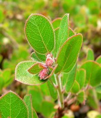 Little Sur Manzanita
