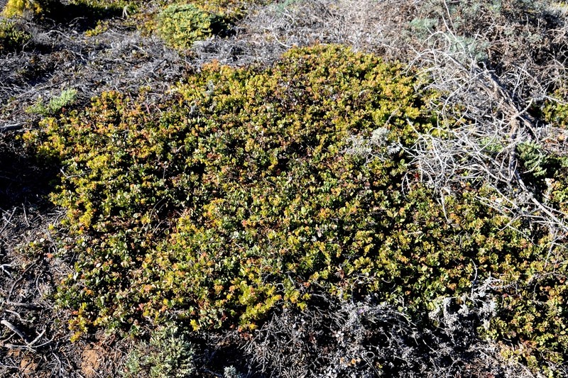 Little Sur Manzanita photo 2