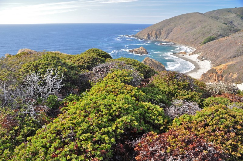 Little Sur Manzanita photo 3