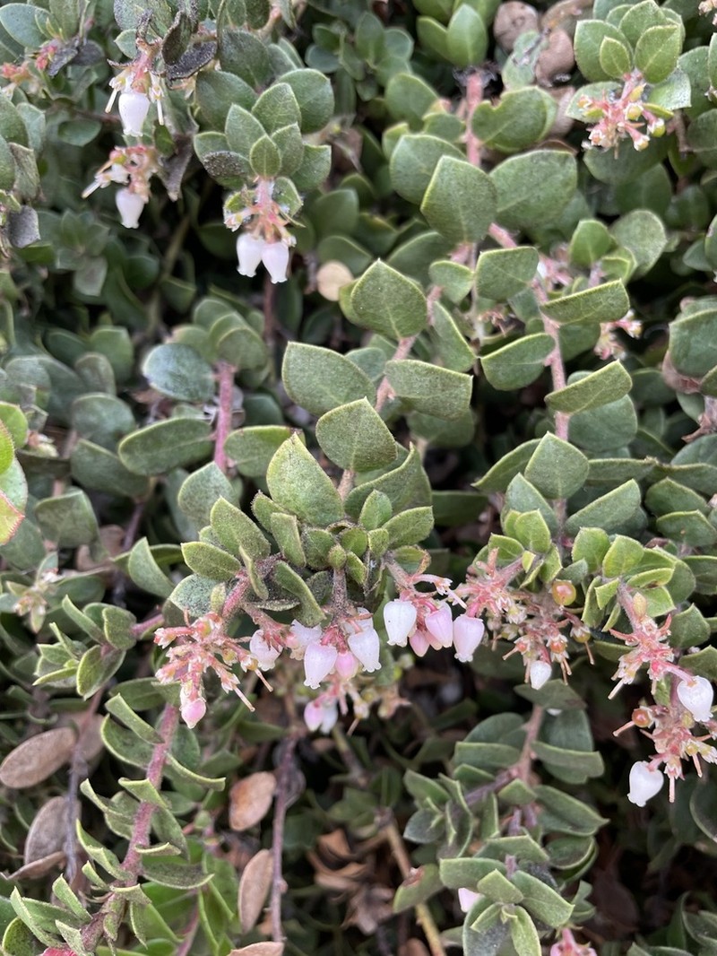 Little Sur Manzanita photo 4