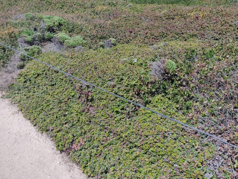 Little Sur Manzanita photo 5