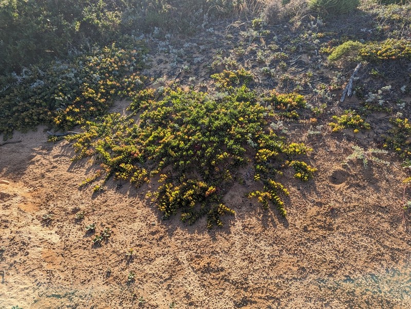 Little Sur Manzanita photo 6