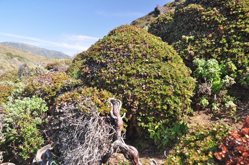 Little Sur Manzanita photo 7