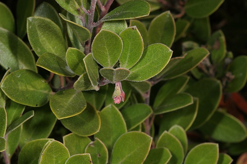 Arctostaphylos franciscana photo 2