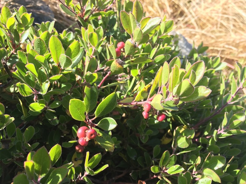 Arctostaphylos franciscana photo 3