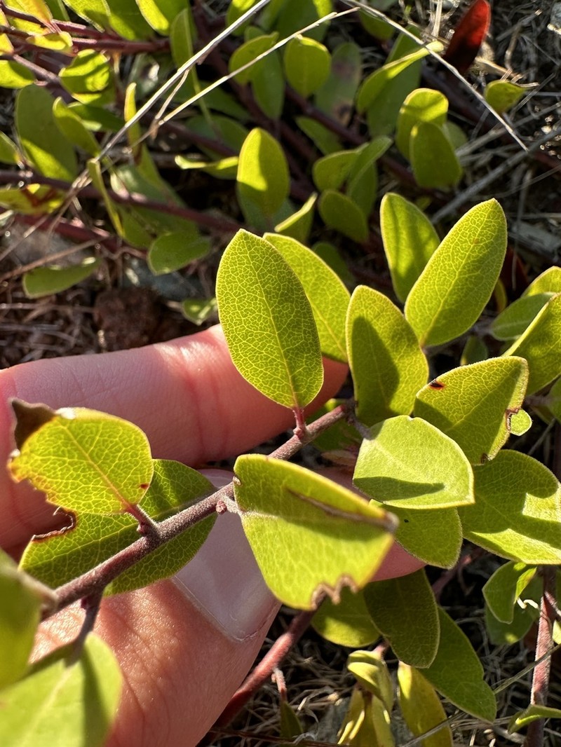 Arctostaphylos franciscana photo 4