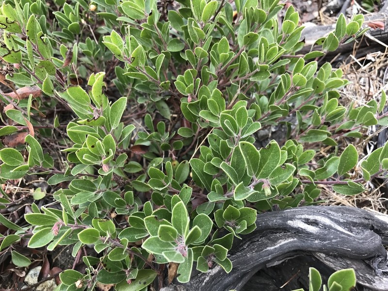 Arctostaphylos franciscana photo 5
