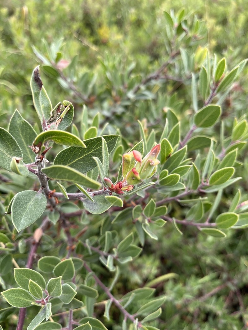 Arctostaphylos franciscana photo 6