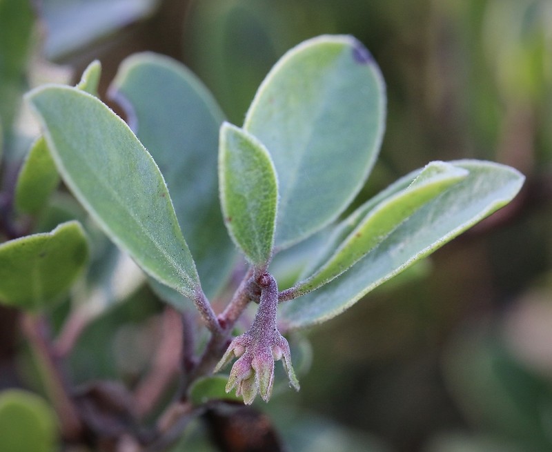 Arctostaphylos franciscana photo 7