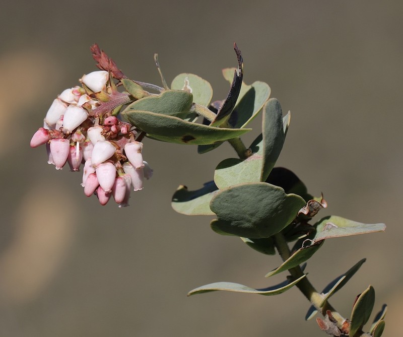 Gabilan Mountains Manzanita photo 3