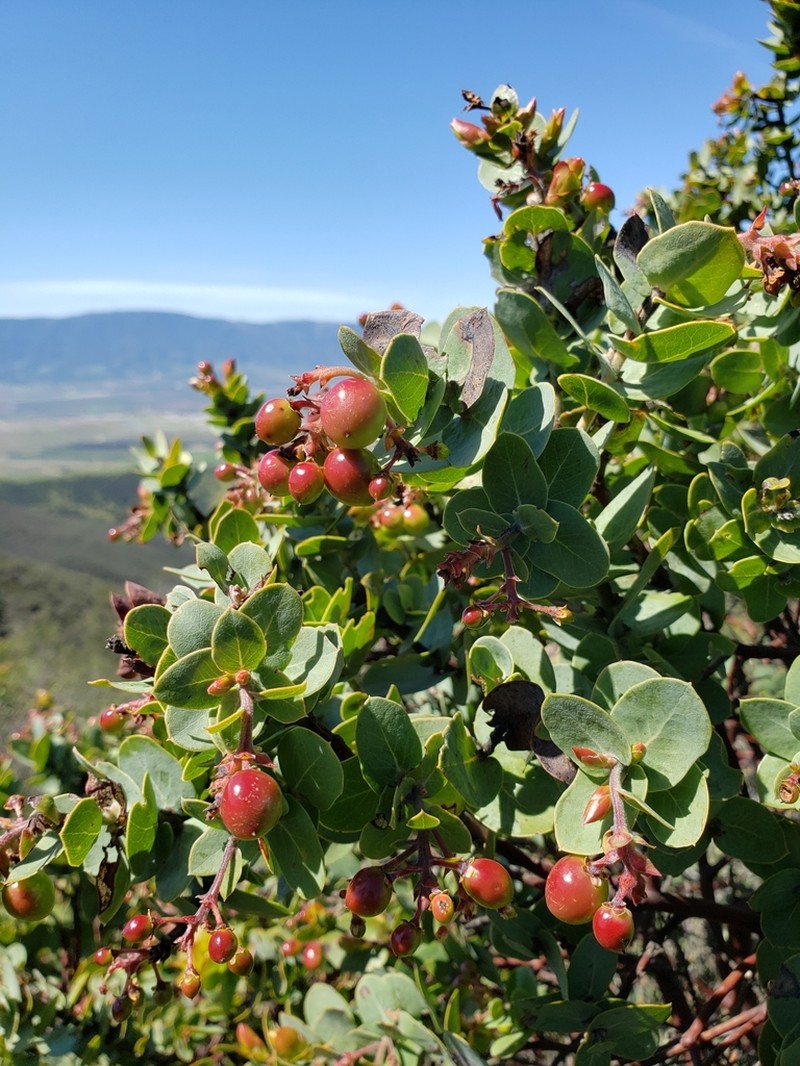 Gabilan Mountains Manzanita photo 4
