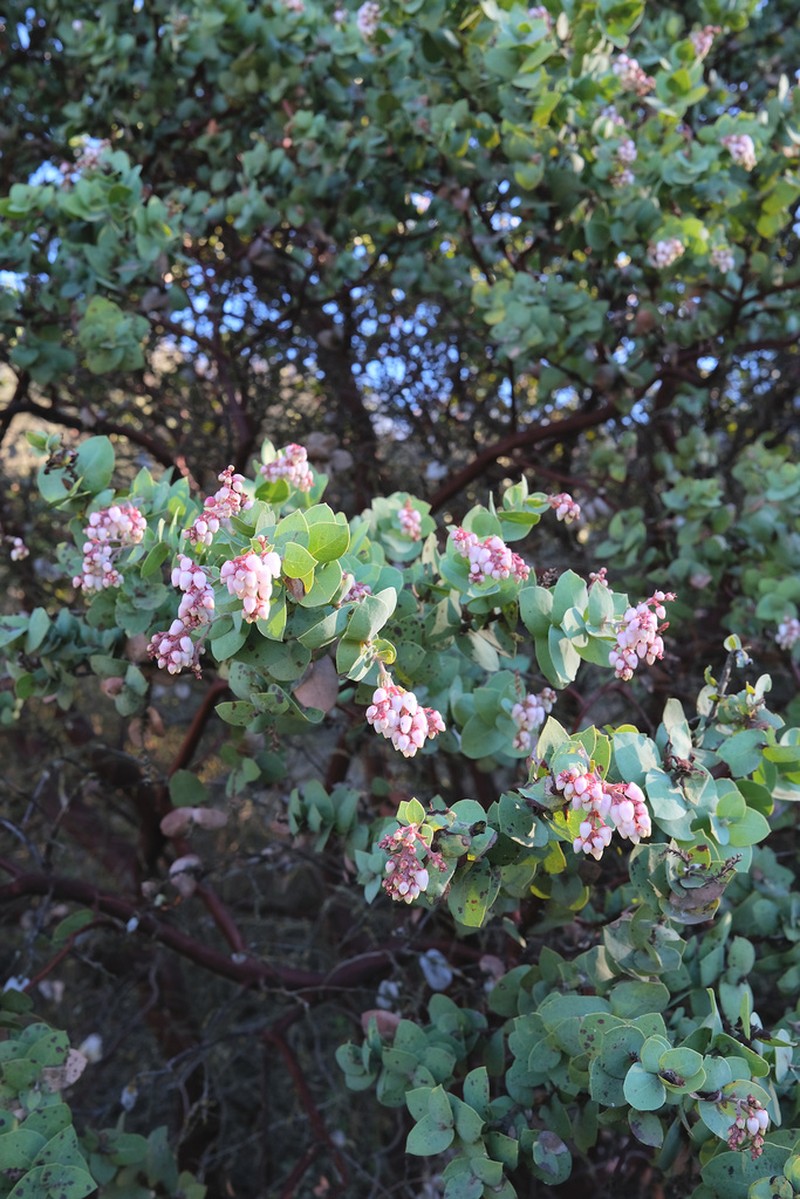 Gabilan Mountains Manzanita photo 5
