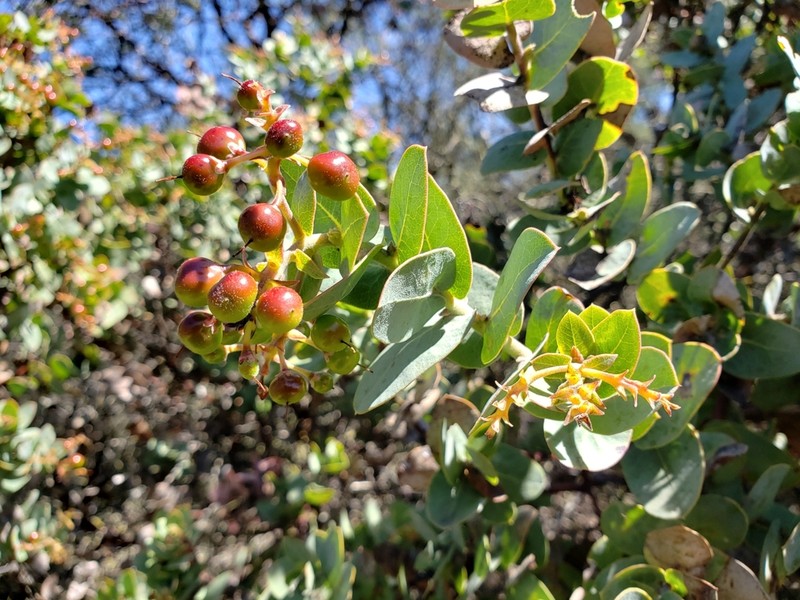 Gabilan Mountains Manzanita photo 6