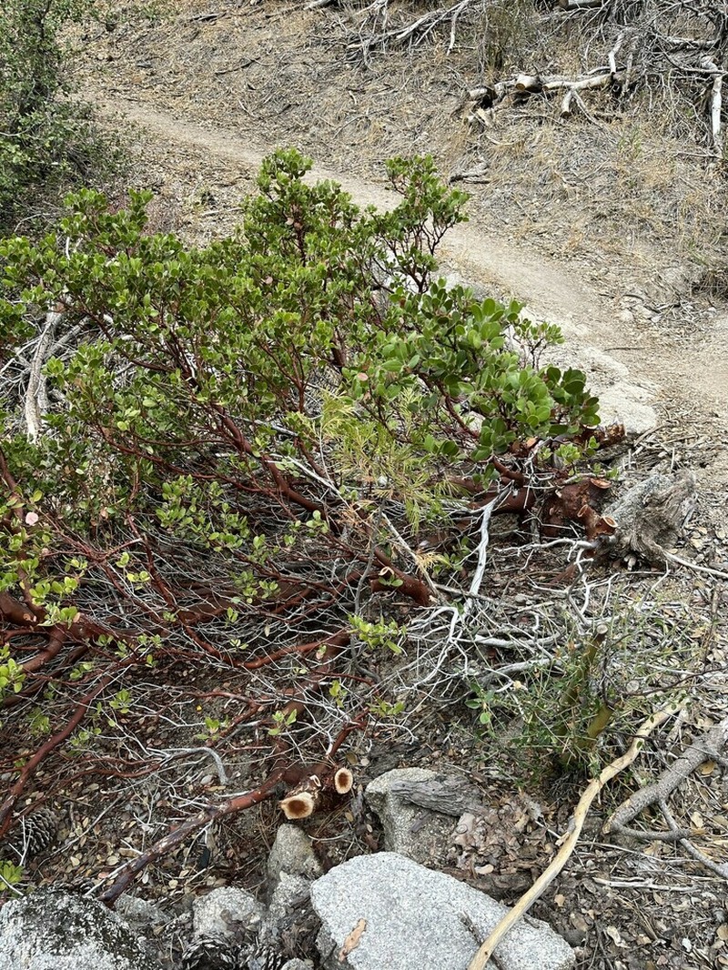 Eastwood's manzanita photo 2