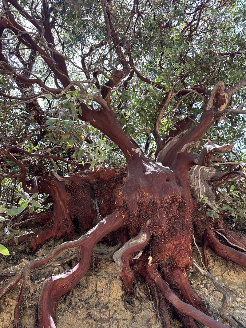 Eastwood's manzanita photo 4