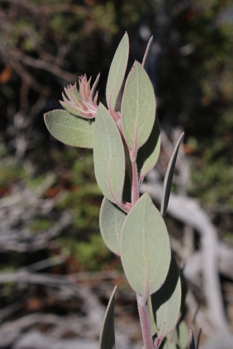 Eastwood's manzanita photo 5