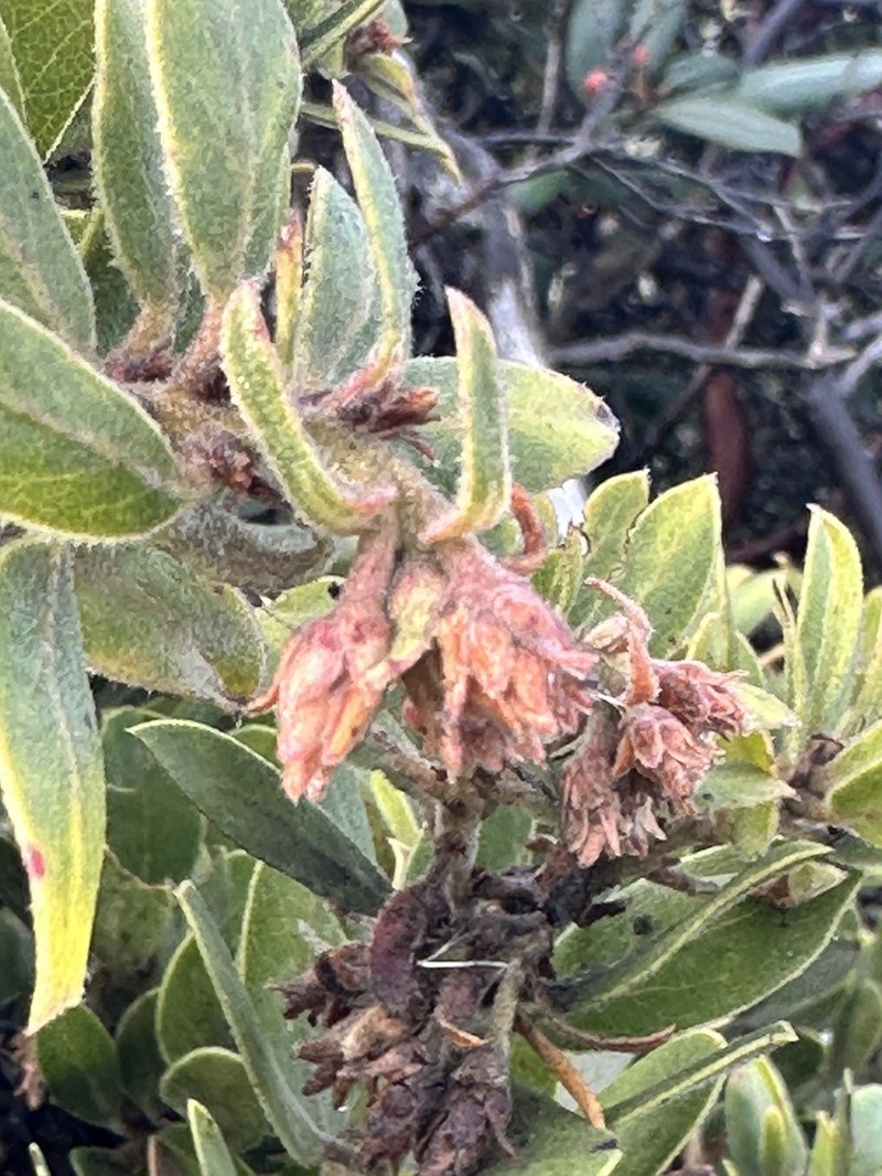 Eastwood's manzanita photo 7