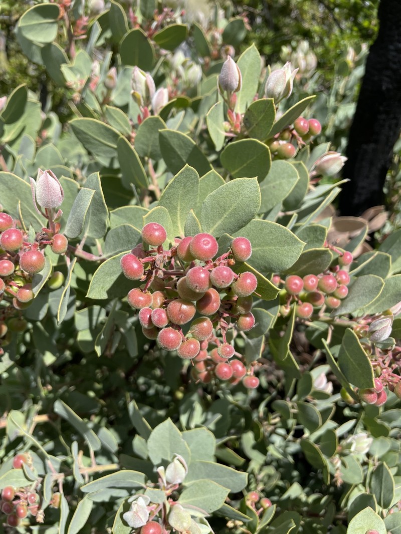 Arctostaphylos glandulosa subsp. adamsii