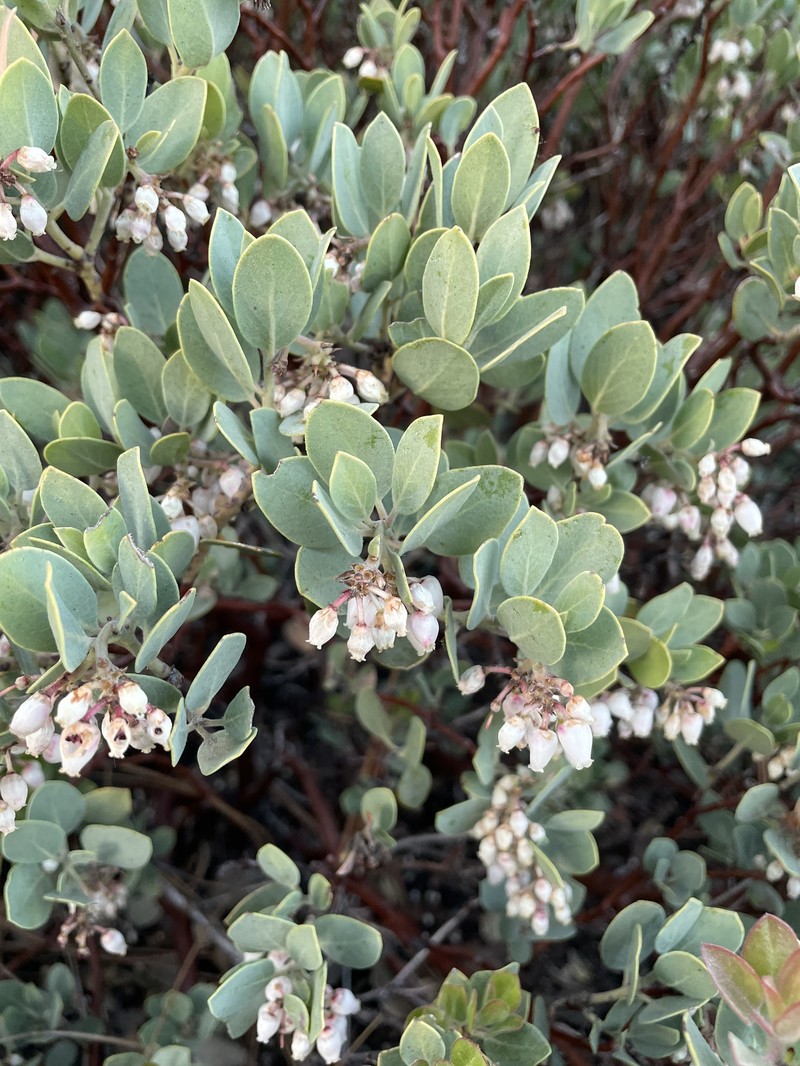 Arctostaphylos glandulosa subsp. adamsii photo 2