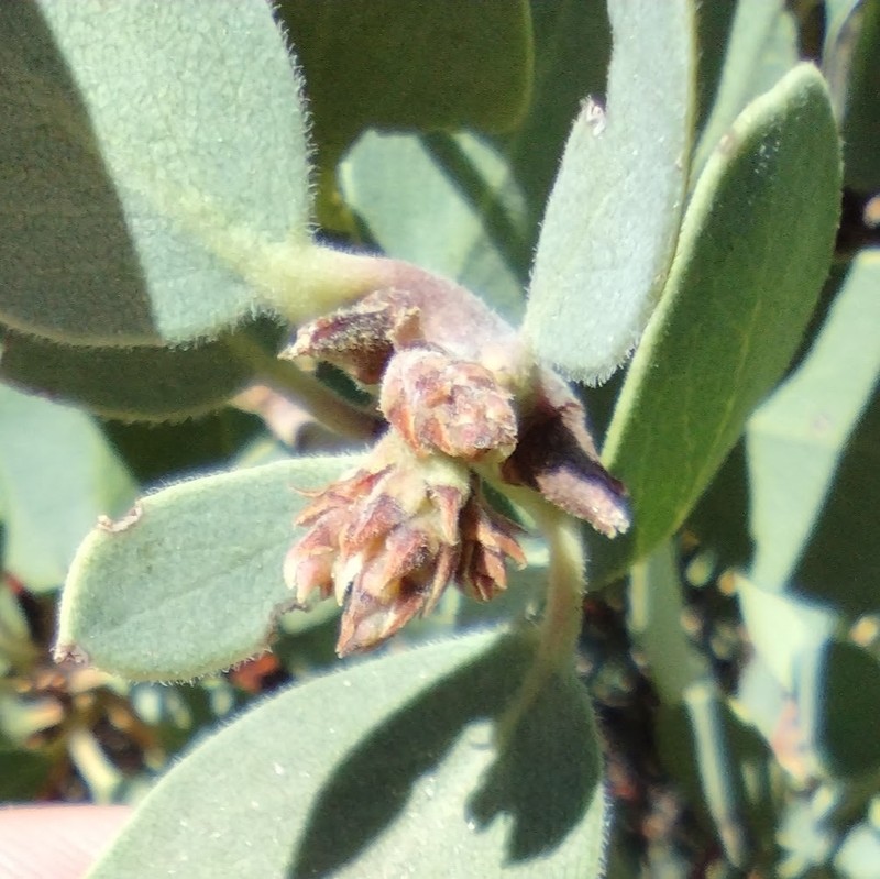Arctostaphylos glandulosa subsp. adamsii photo 3