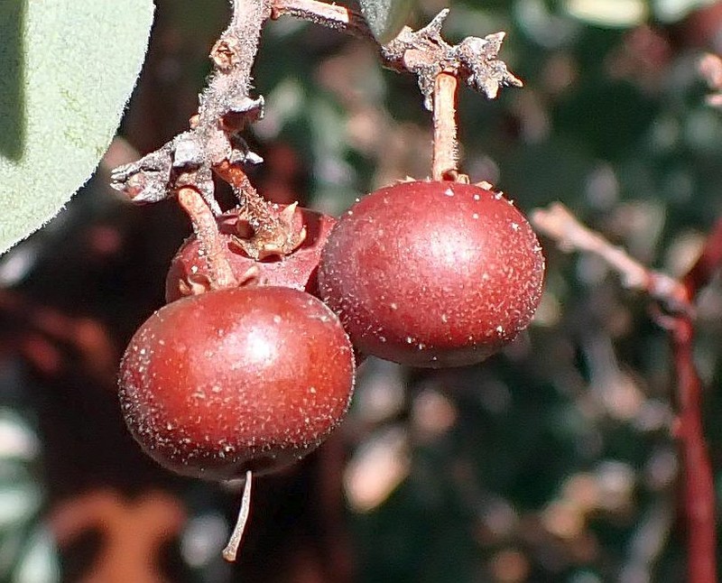 Arctostaphylos glandulosa subsp. adamsii photo 4