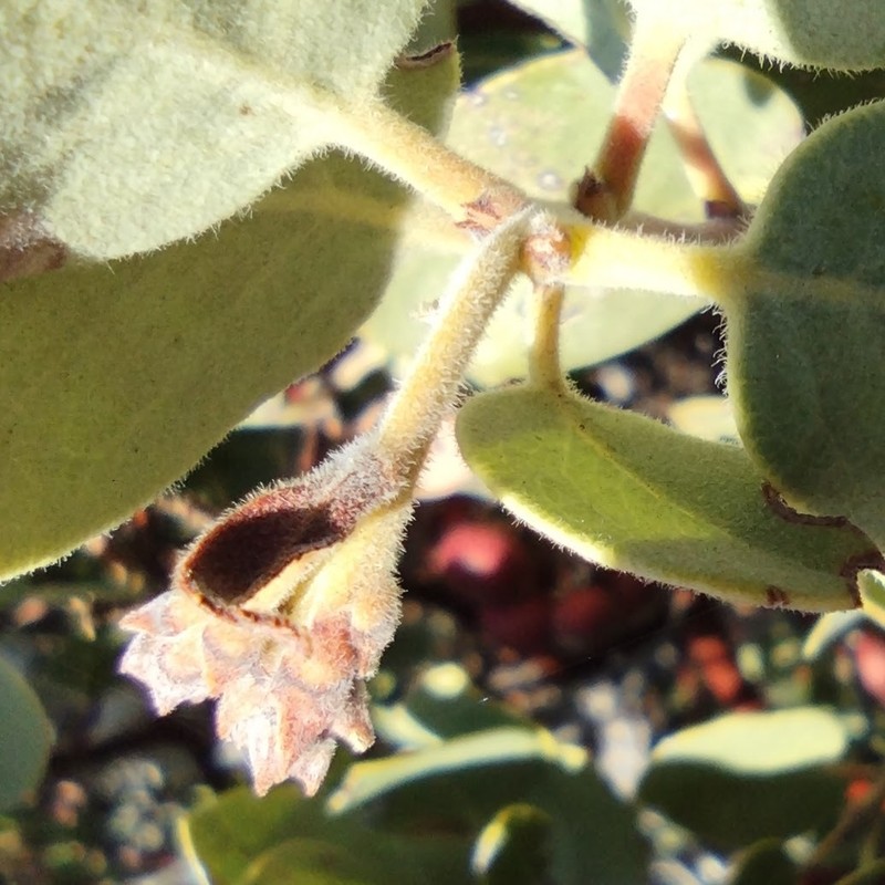 Arctostaphylos glandulosa subsp. adamsii photo 5