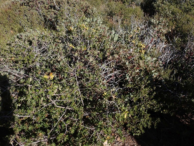 Arctostaphylos glandulosa subsp. adamsii photo 6