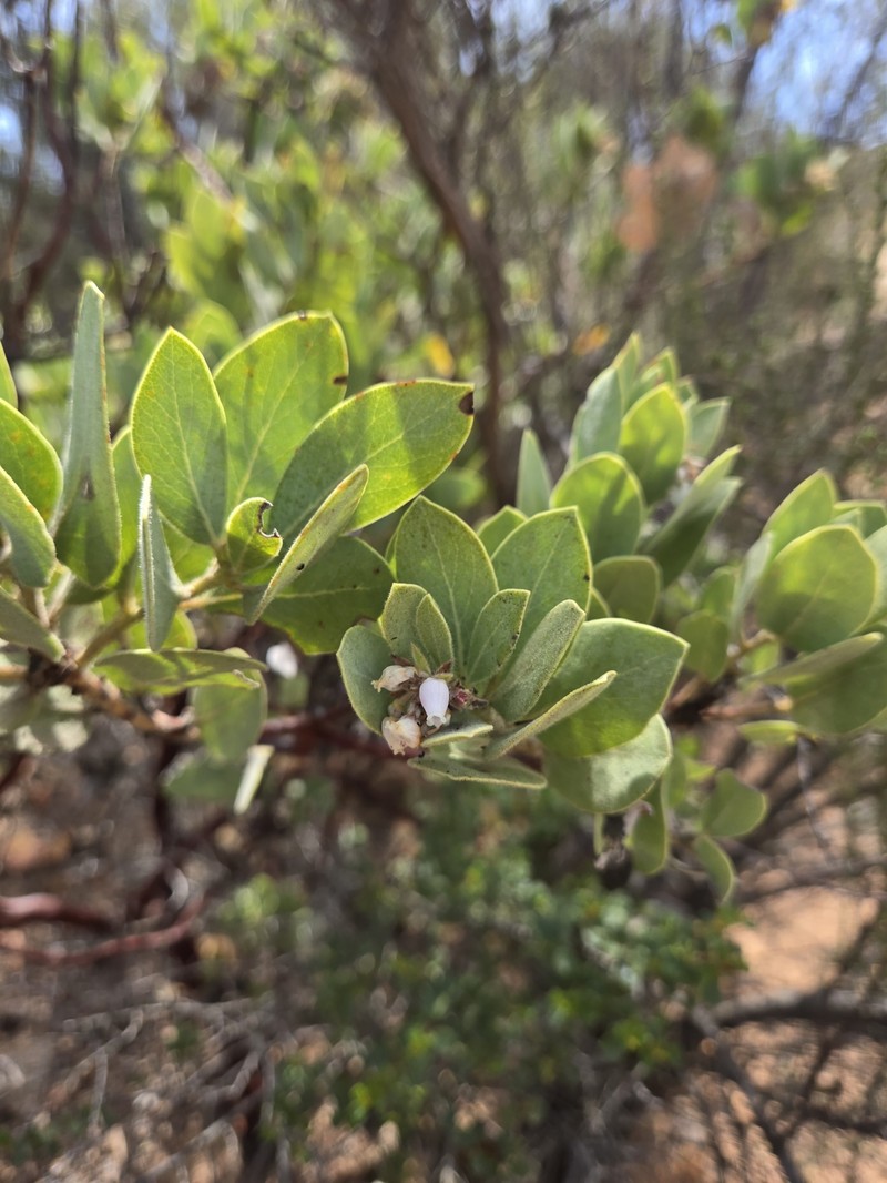 Arctostaphylos glandulosa subsp. atumescens