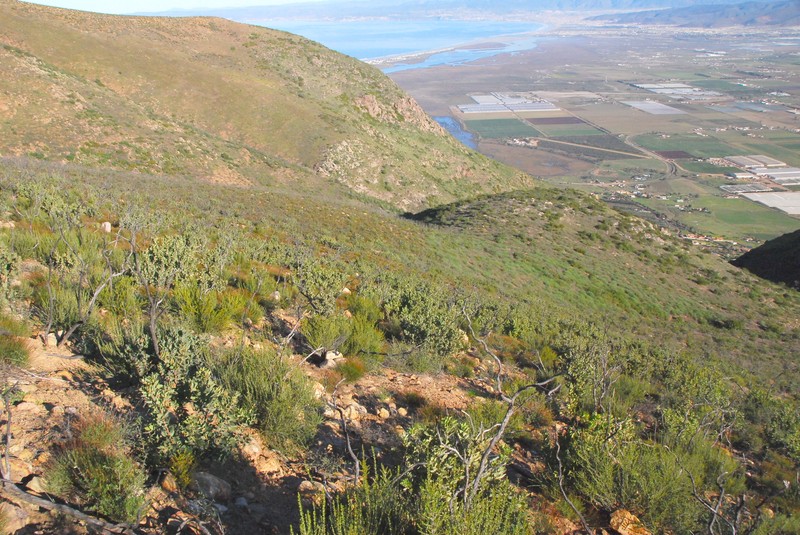 Arctostaphylos glandulosa subsp. atumescens photo 2