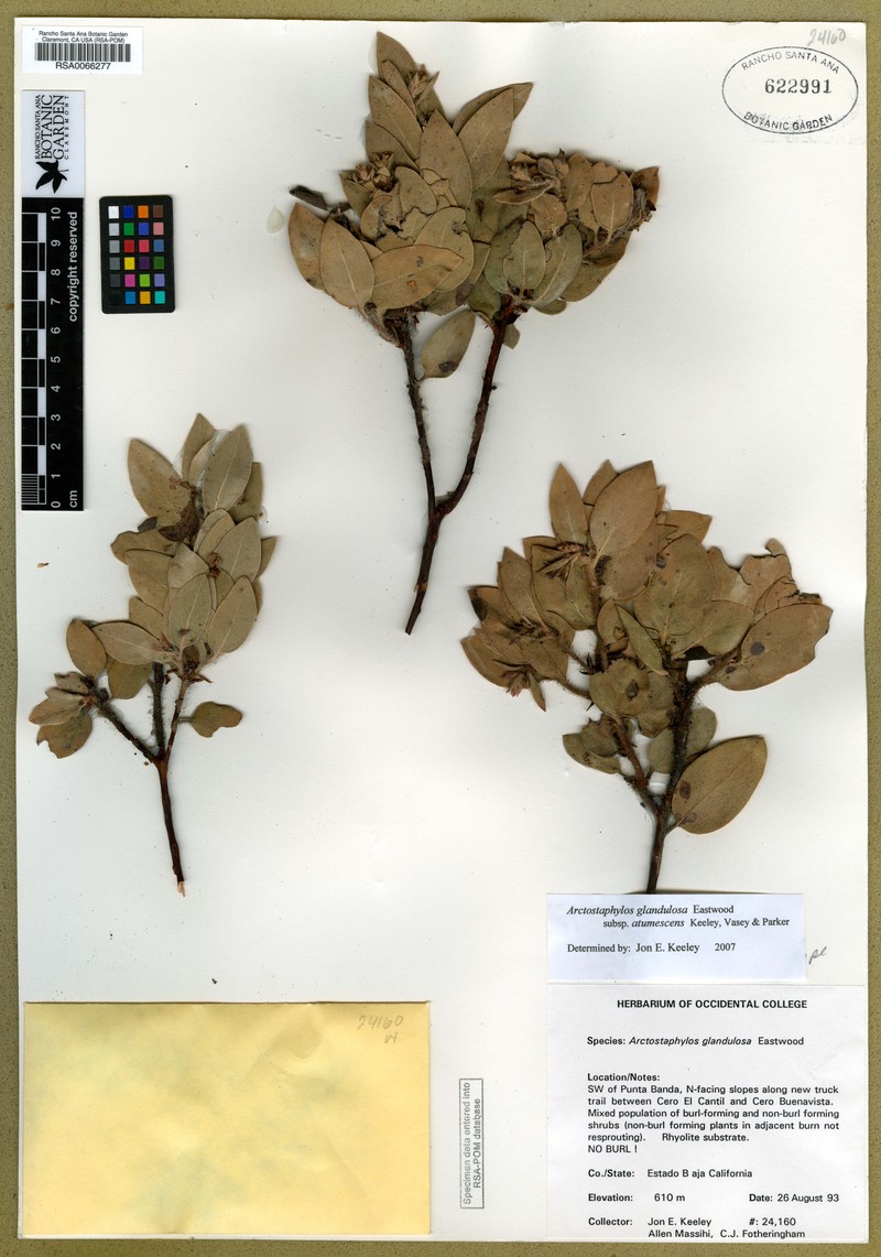 Arctostaphylos glandulosa subsp. atumescens photo 3
