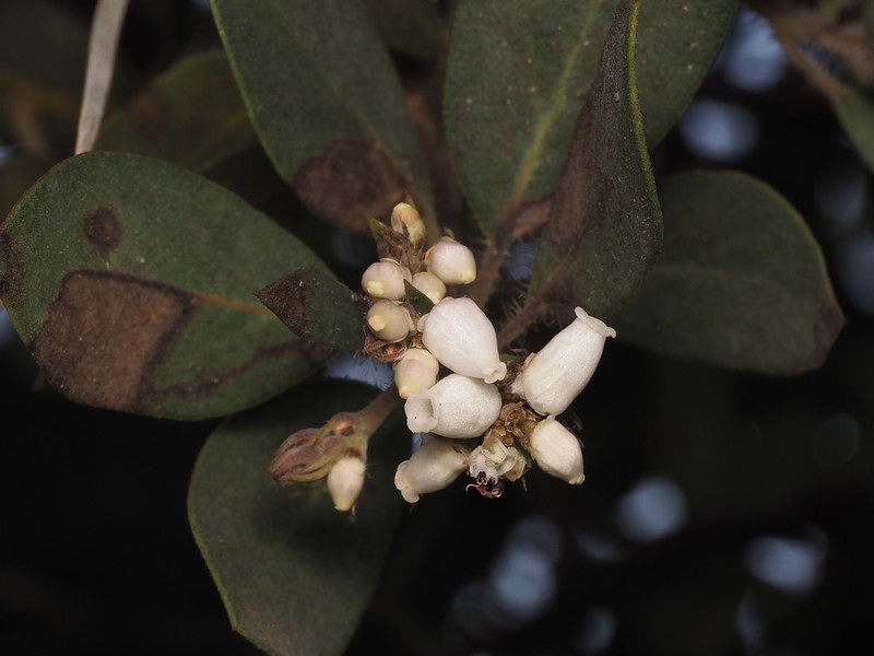 Arctostaphylos glandulosa subsp. crassifolia