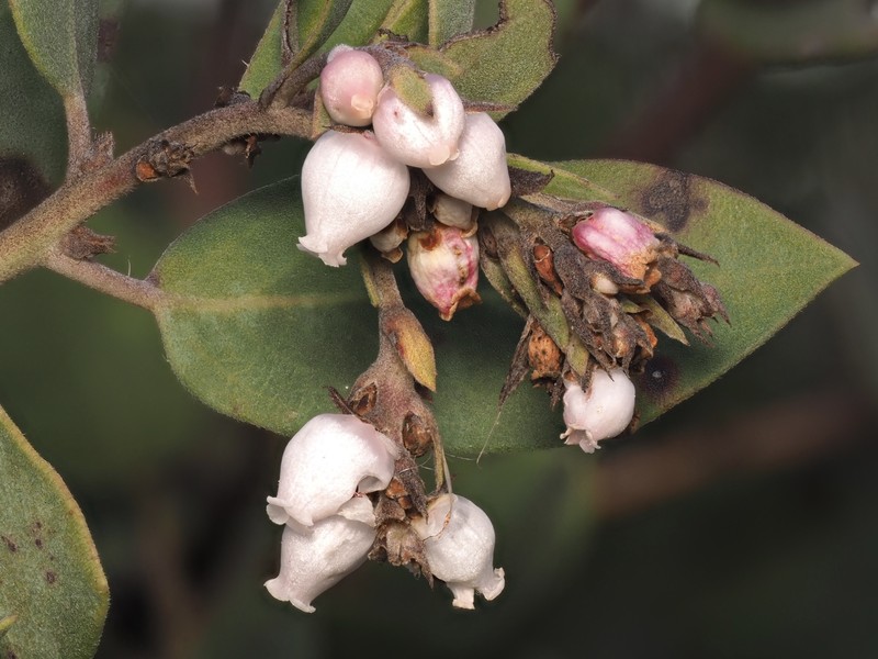 Arctostaphylos glandulosa subsp. crassifolia photo 2