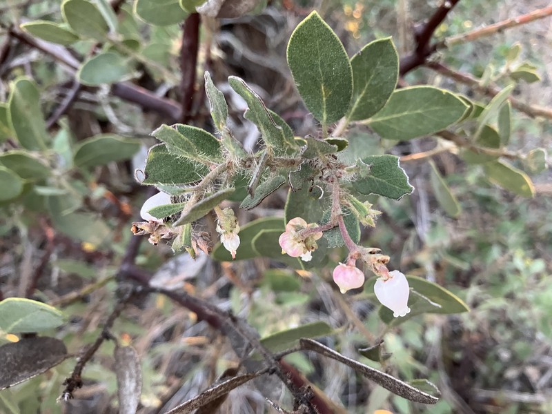 Arctostaphylos glandulosa subsp. crassifolia photo 3