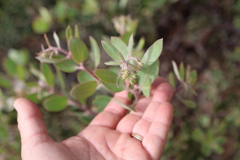 Arctostaphylos glandulosa subsp. crassifolia photo 4