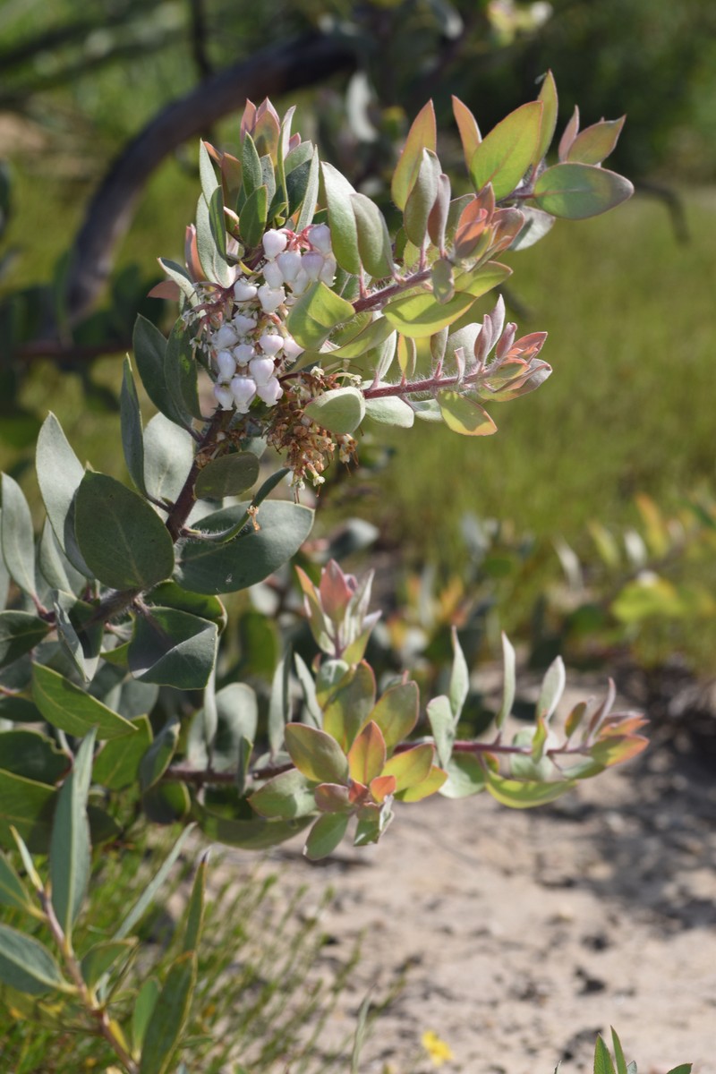 Arctostaphylos glandulosa subsp. crassifolia photo 5