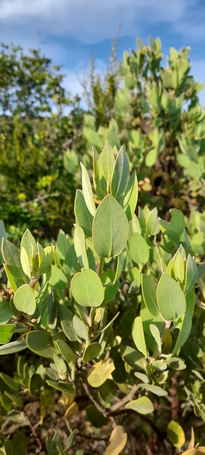 Arctostaphylos glandulosa subsp. crassifolia photo 6