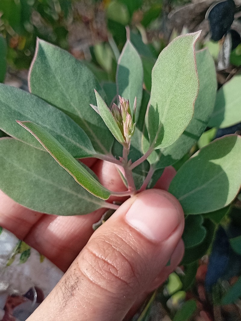 Arctostaphylos glandulosa subsp. crassifolia photo 7