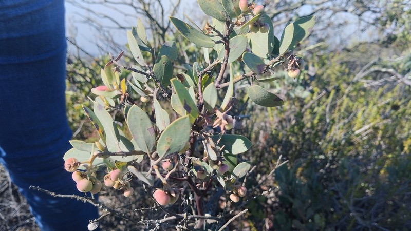 Arctostaphylos glandulosa subsp. crassifolia photo 8