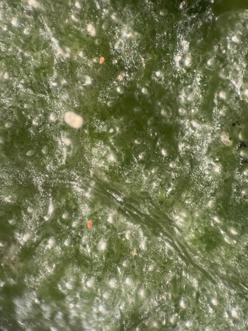Arctostaphylos glandulosa subsp. cushingiana