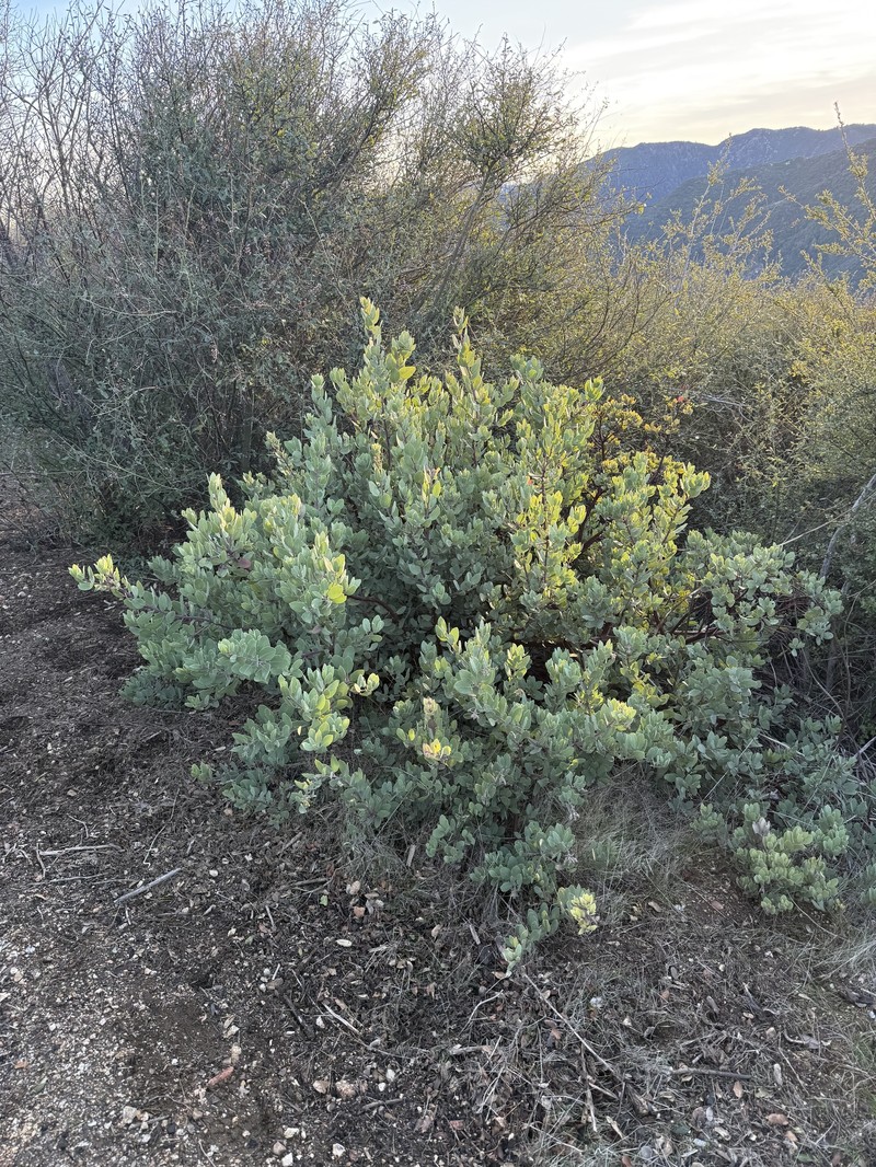 Arctostaphylos glandulosa subsp. cushingiana photo 2