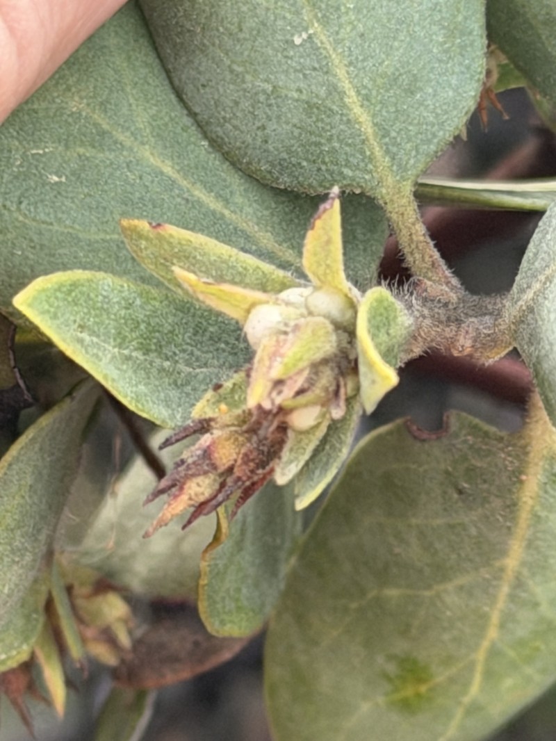 Arctostaphylos glandulosa subsp. cushingiana photo 3
