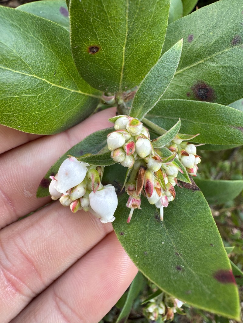 Arctostaphylos glandulosa subsp. cushingiana photo 4