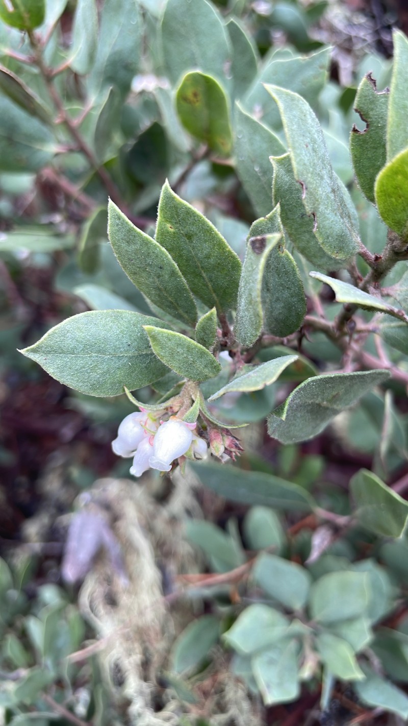 Arctostaphylos glandulosa subsp. cushingiana photo 5