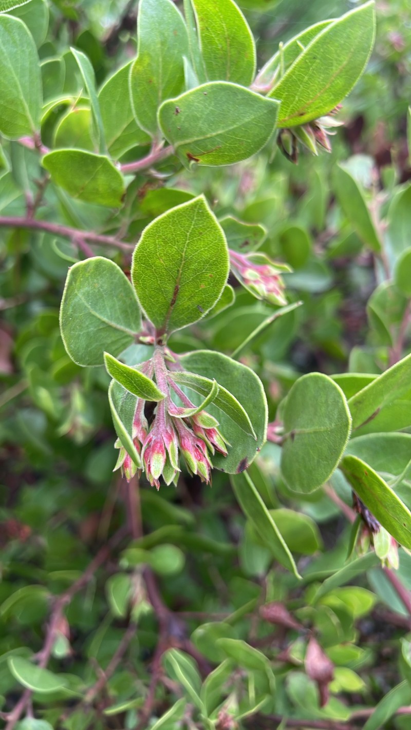 Arctostaphylos glandulosa subsp. cushingiana photo 6
