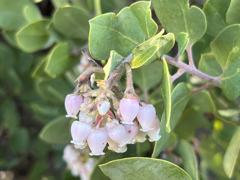 Arctostaphylos glandulosa subsp. cushingiana photo 7