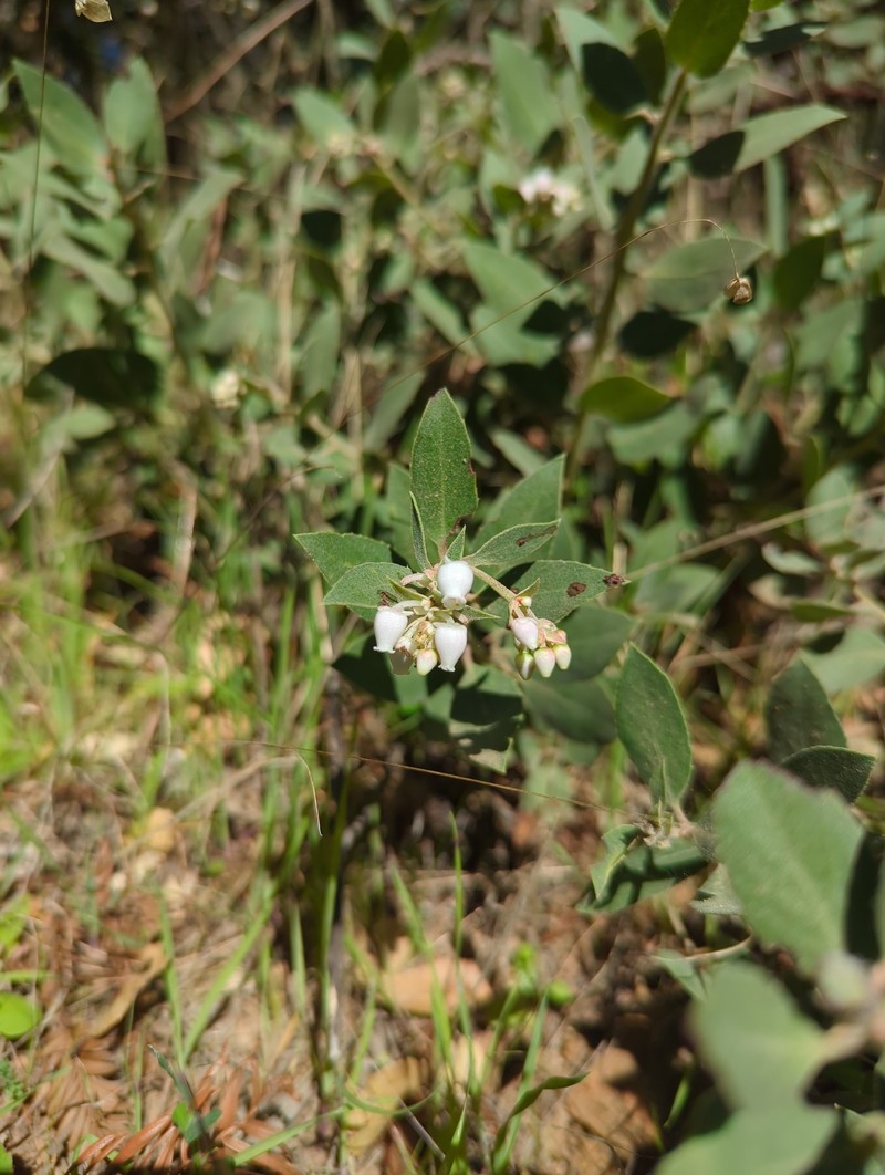 Arctostaphylos glandulosa subsp. cushingiana photo 8