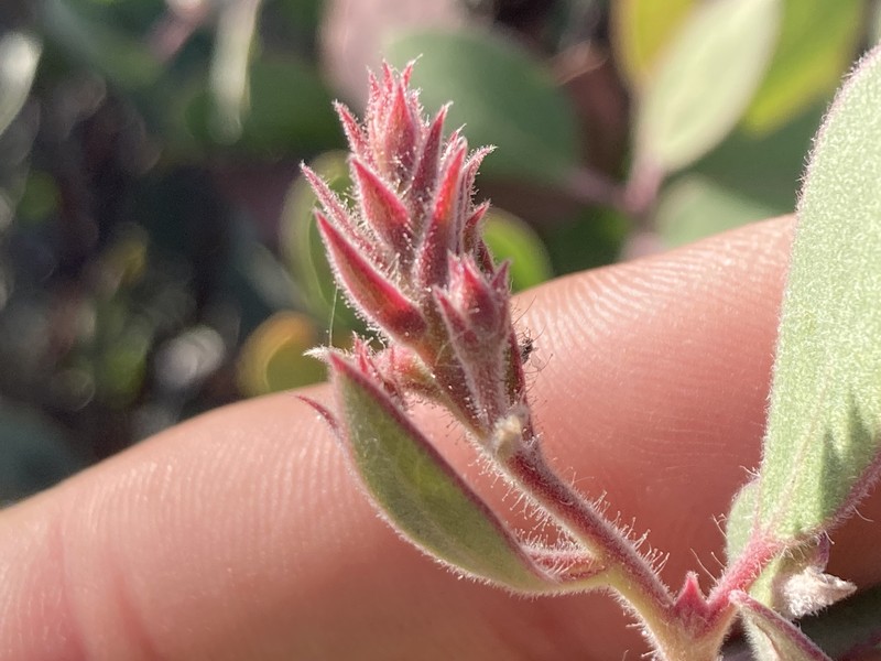 Arctostaphylos glandulosa subsp. erecta