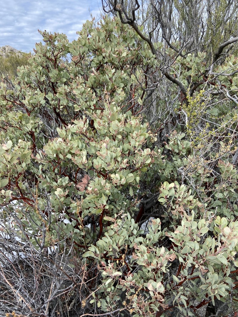 Arctostaphylos glandulosa subsp. erecta photo 2